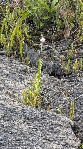 Arundina graminifolia observed 2026-08-18