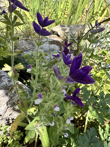 Salvia viridis