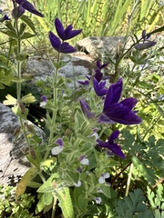 Salvia viridis