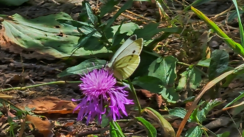 Green-veined White