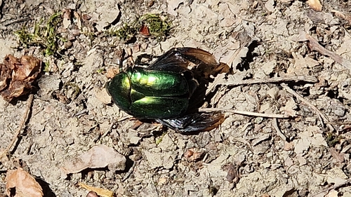 Big Rose-chafer