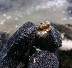 Stramonita delessertiana