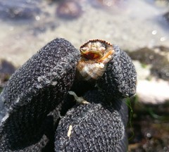 Stramonita delessertiana