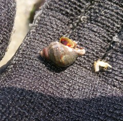 Stramonita delessertiana