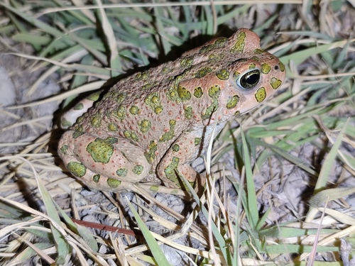 Variable Toad