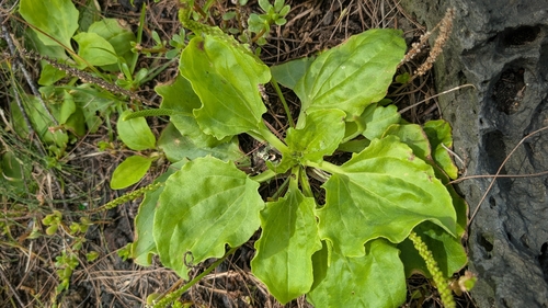 Plantago major observed 2026-08-18