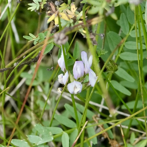 Astragalus agrestis observed 2026-08-18