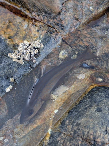 Atlantic Pollock