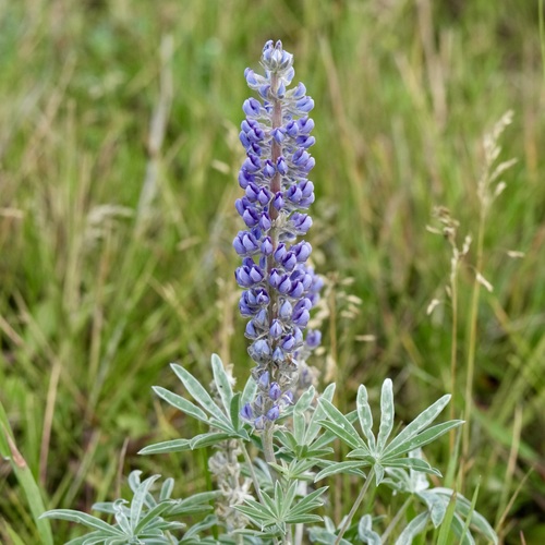 silvery lupine