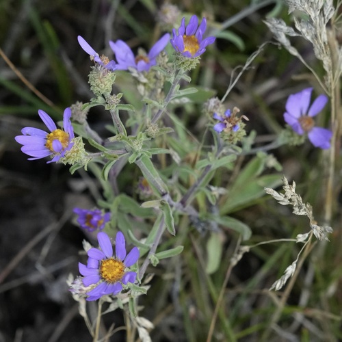 Hoary Tansyaster