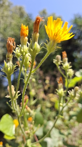 Hawkweed Oxtongue