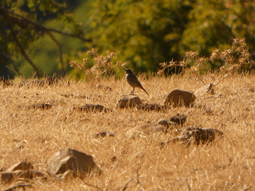 Black Redstart