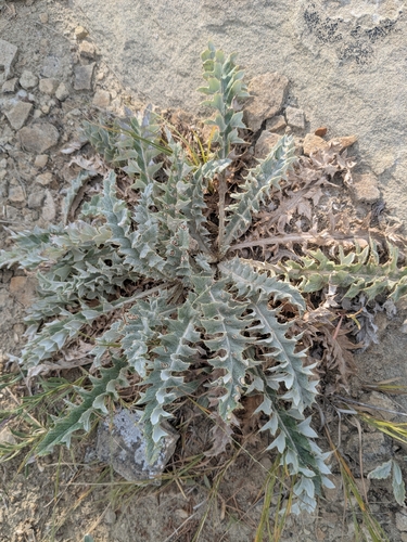 wavyleaf thistle