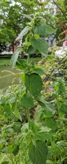 Ballota nigra