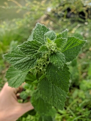 Ballota nigra