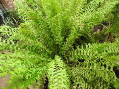 Nephrolepis falcata