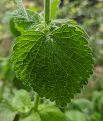 Ballota nigra