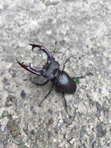 European Stag Beetle