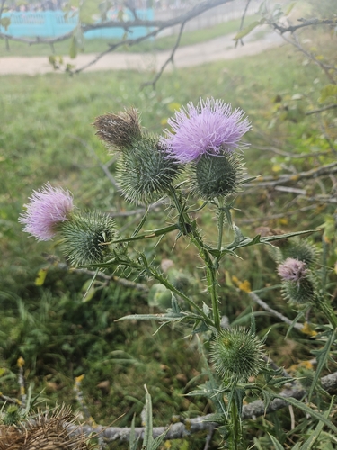 Bull Thistle