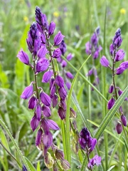 Polygala comosa