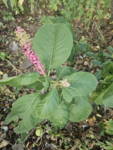 Indian Pokeweed