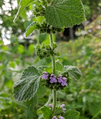 Ballota nigra