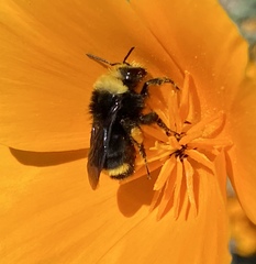 Bombus vosnesenskii