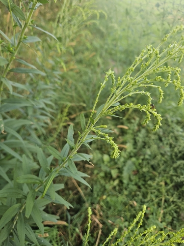 Canada goldenrod