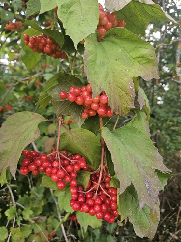 guelder-rose