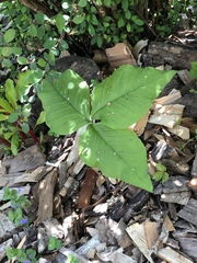 Arisaema triphyllum