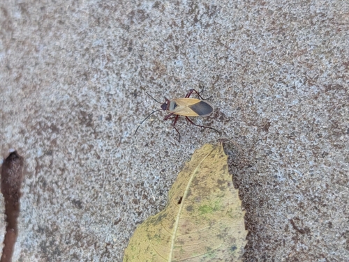 Dysdercus ruficollis