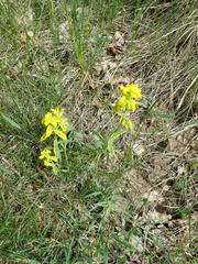 Aecidium euphorbiae
