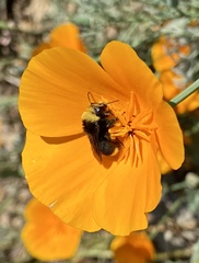 Bombus vosnesenskii