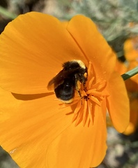 Bombus vosnesenskii