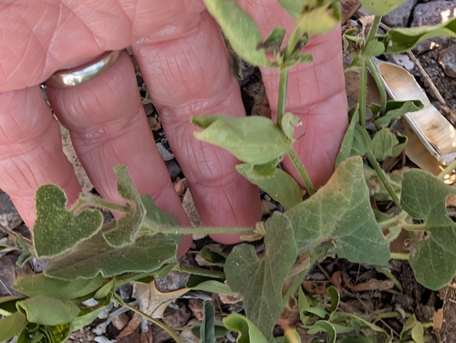 Wright's dutchman's pipe