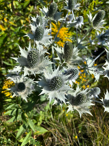 Eryngium giganteum, photograph 5