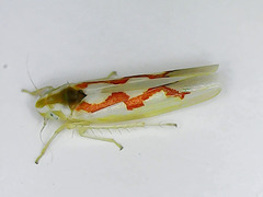 Zygina flammigera