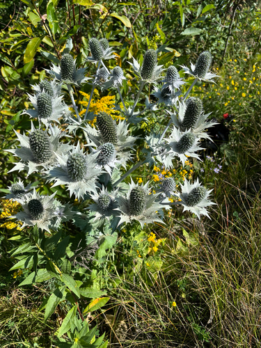 Eryngium giganteum, photograph 4