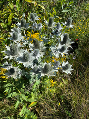 author not stated, no rights reserved Eryngium giganteum, photograph author not stated, no rights reserved