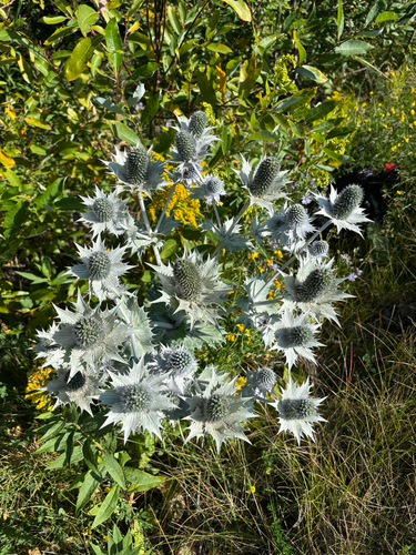 Eryngium giganteum, photograph 3