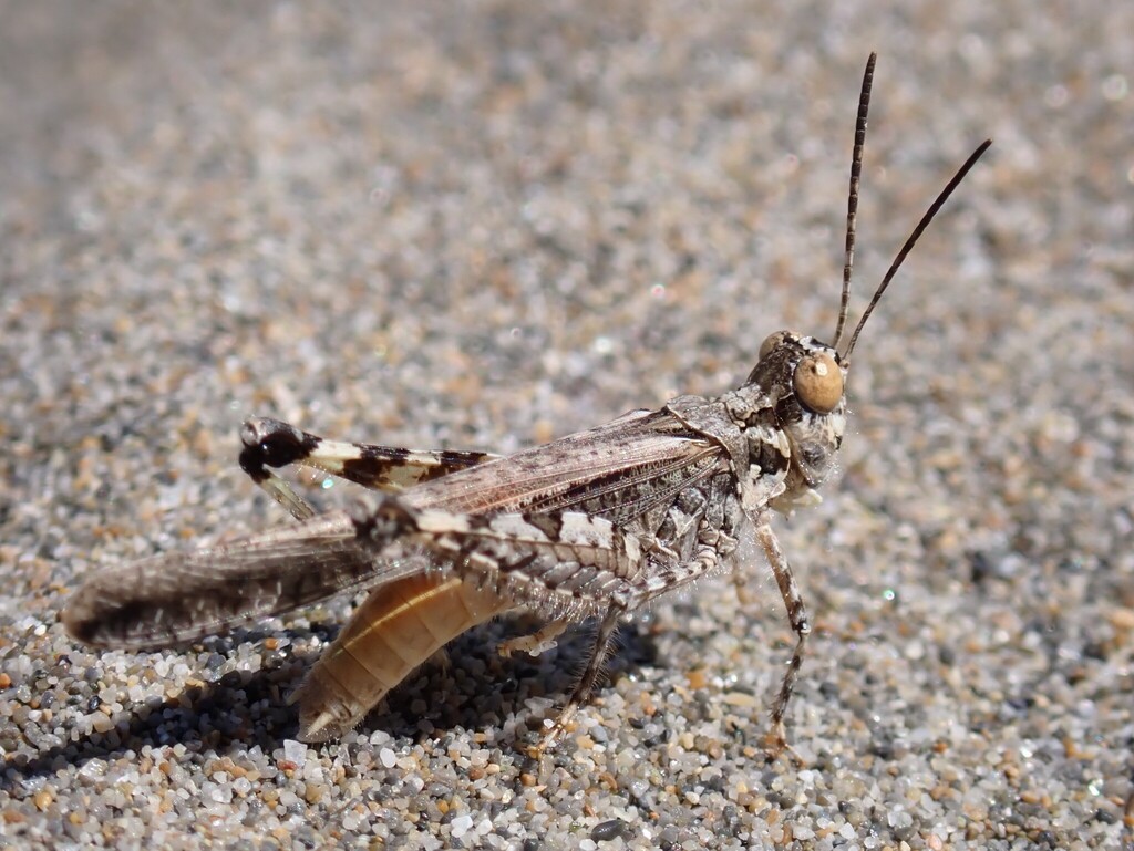 Slender Digging Grasshopper