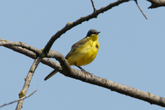 Motacilla flava thunbergi