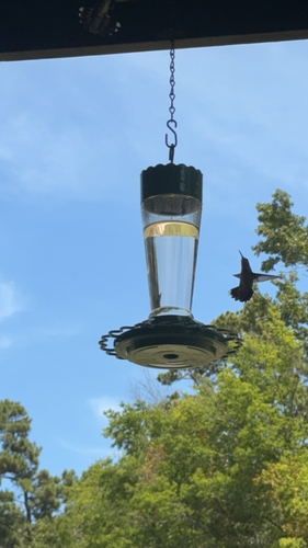 Ruby-throated Hummingbird