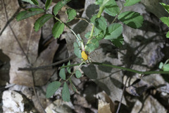 Phragmidium rosae-multiflorae