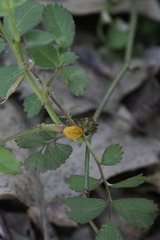 Phragmidium rosae-multiflorae
