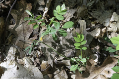 Phragmidium rosae-multiflorae