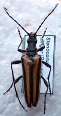 Stenocorus vittiger