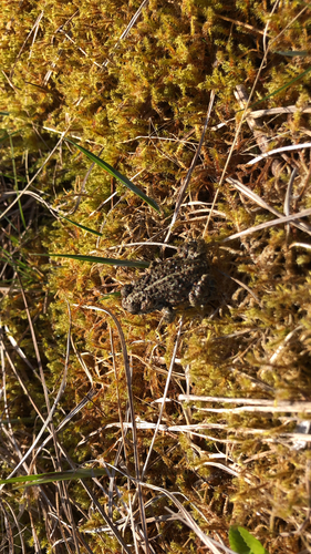 Western Toad photographed in Alaska