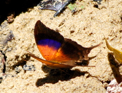 Marpesia furcula