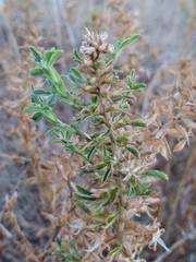Ononis natrix